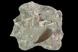 Fossil Plesiosaur (Zarafasaura) Tooth In Rock - Morocco #95087-1
